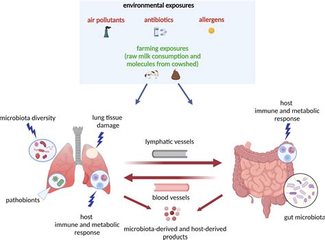 How might the subtle differences in male gut microbiome composition influence the metabolic efficiency of converting dietary fats into usable energy for men over 40?