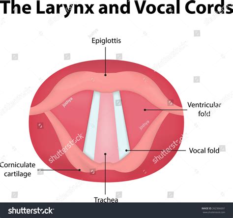 [DIAGRAM] Voice Box In Human Diagram - MYDIAGRAM.ONLINE