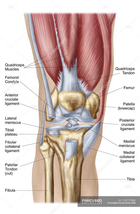 Anatomy of human knee joint with labels — white background, medical illustration - Stock Photo ...