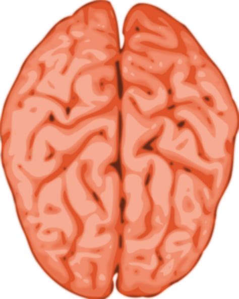 Clipart - brain