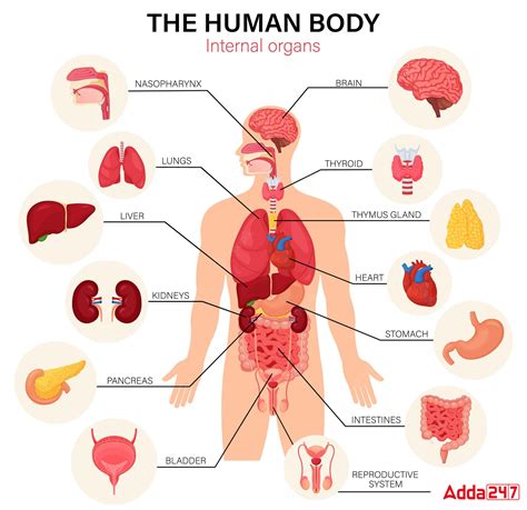 Body Parts Name With Pictures in English &amp; Hindi PDF