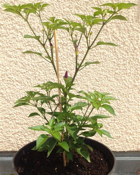 identification - Identify pepper plant with purple upright fruit ...