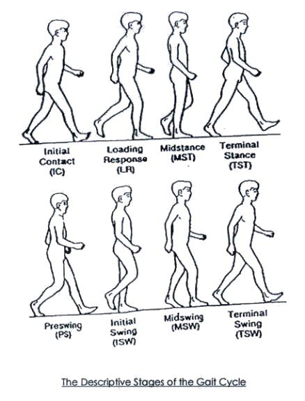 ORTHOTEERS: Gait