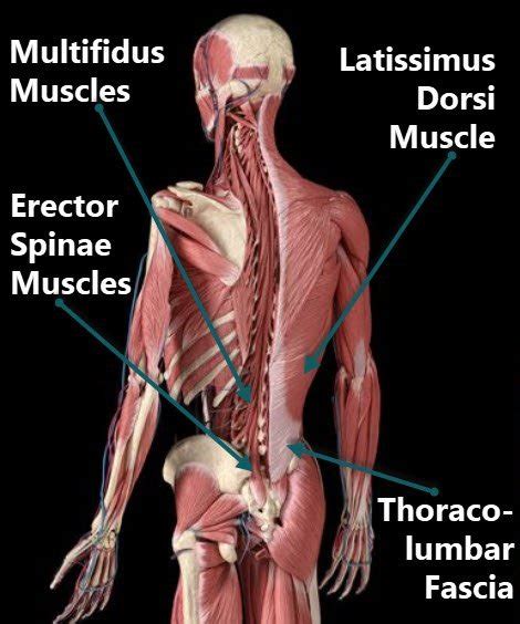 Lower Muscles of Back Anatomy and Low Back Pain