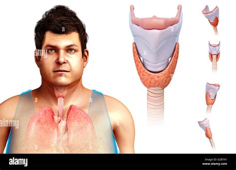 Thyroid cartilage hi-res stock photography and images - Alamy