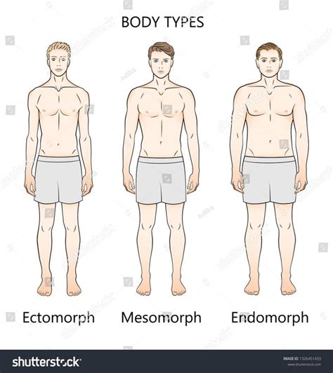 Mesomorph Body Type