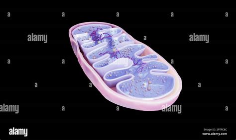 Mitochondria, cellular organelles, produce energy, Cell energy and Cellular respiration, DNA, 3D ...
