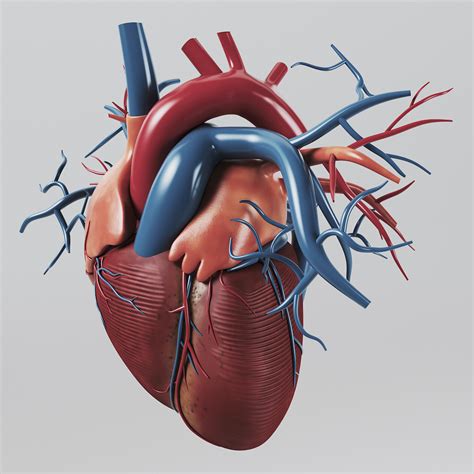 The Heart Has Its Own “Brain” - BioQuick News