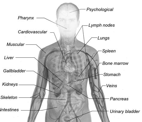 What anatomical changes occur in the larynx and vocal cords during male puberty that lead to the characteristic deepening of a man’s voice?