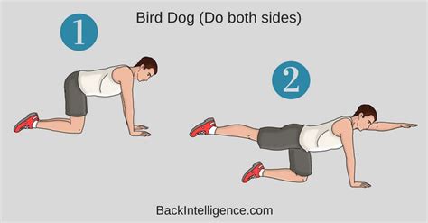 6 Exercises to strengthen lower back and core muscles | Back strengthening exercises, Exercise ...