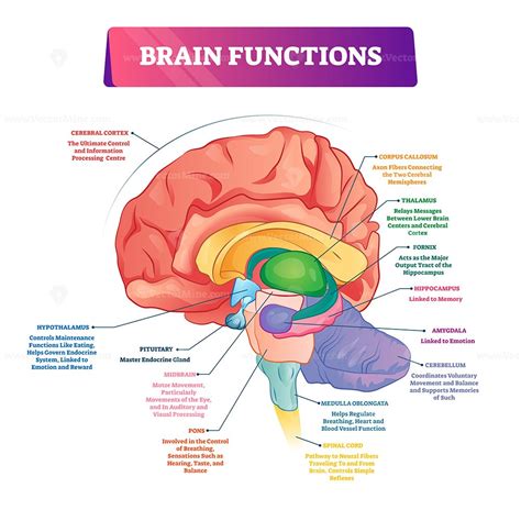 Diagram Of The Brain And What Each Part Does Brain Sections