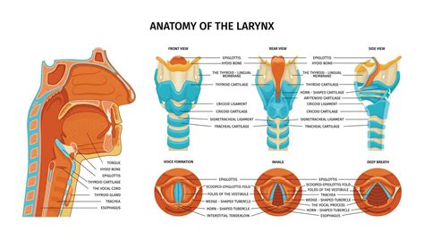 Anatomy Of Larynx Composition 25804470 Vector Art at Vecteezy