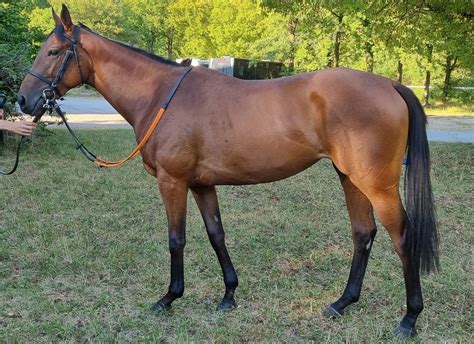 BBAG August Online Sale Topped By German Derby Winner's Half-Sister