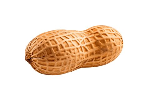 AI generated Single Peanut on Transparent Background. AI 36048425 PNG
