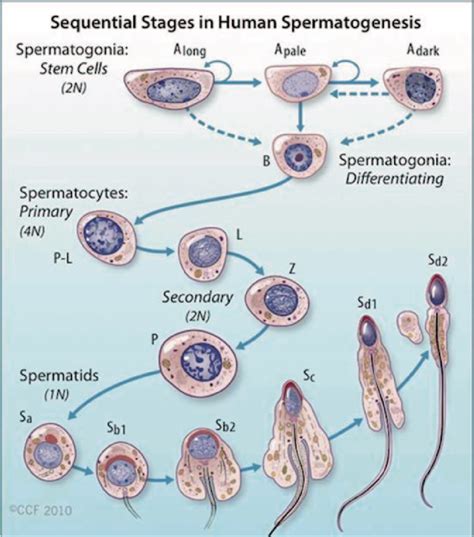 How does the process of spermatogenesis specifically contribute to the constant production of new sperm throughout a man’s adult life?