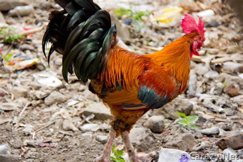 The Chicken Diaries #7 (Special: The Chickens of Indonesia-Ayam-Part 2 ...