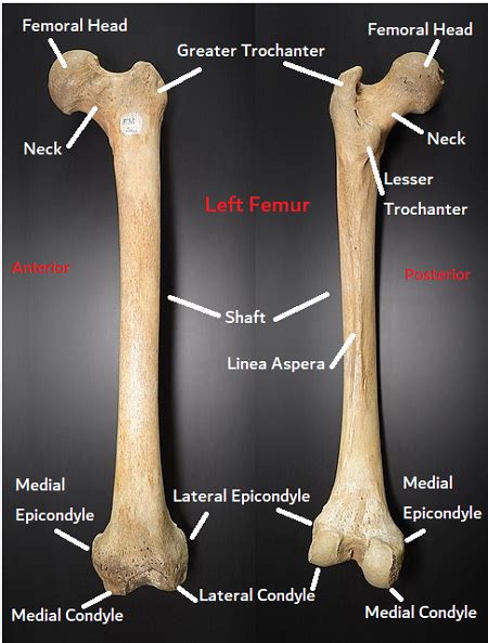Human Femur Bones
