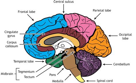 Brain Structure Differentiation – Introduction to Neuroscience