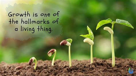 Growth - Definition and Examples - Biology Online Dictionary