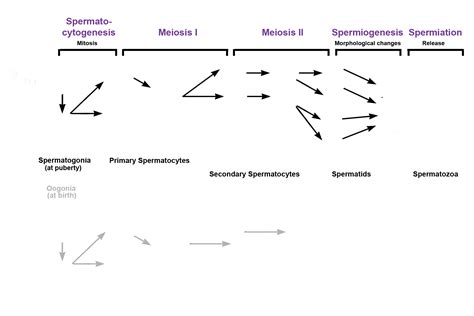 Meiosis 13 | Digital Histology