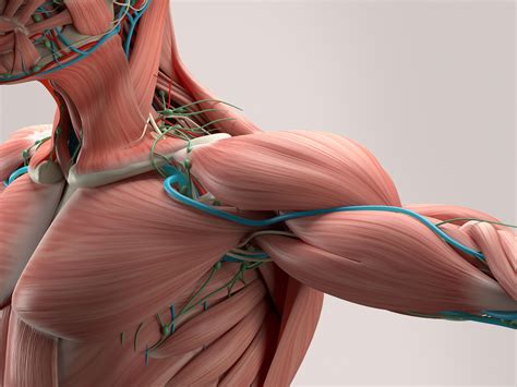 Muscle Disorders | MedlinePlus