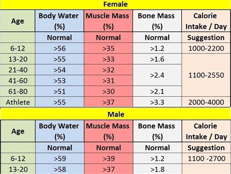 What is the average muscle mass percentage for adult men?