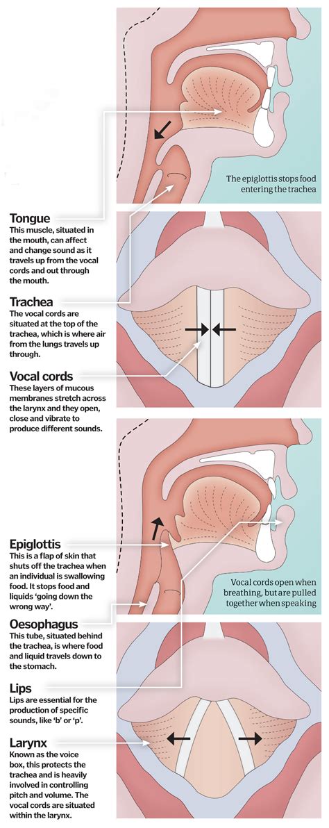 Working vocal cords grown in a lab for the first time – How It Works