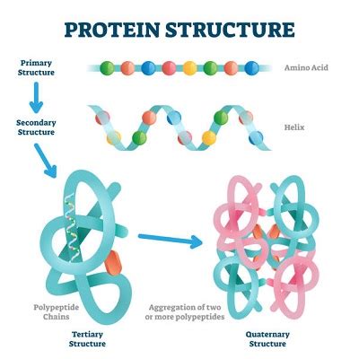 Name the building blocks of proteins. | Homework.Study.com