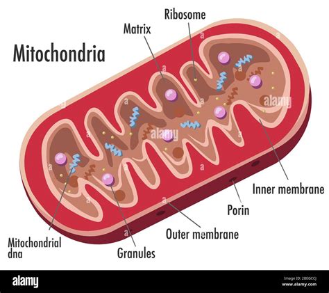 Mitochondria Labeled