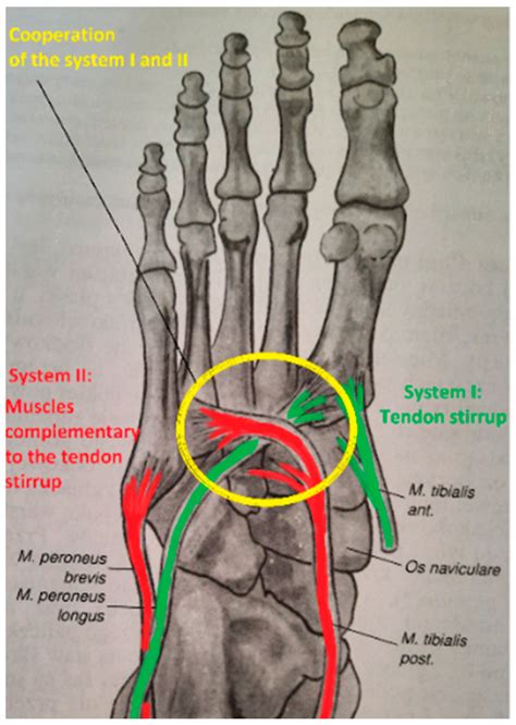 Muscular Systems and Their Influence on Foot Arches and Toes Alignment ...