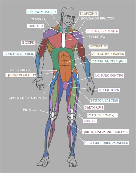 Human Anatomy: Muscles with Labels! by Pseudolonewolf on DeviantArt ...