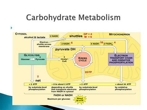 PPT - CARBOHYDRATE METABOLISM PowerPoint Presentation, free download ...