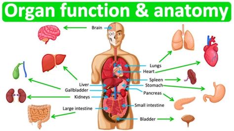 Anatomy of the Human Body: Human Organ Systems and Their Functions - Sinaumedia
