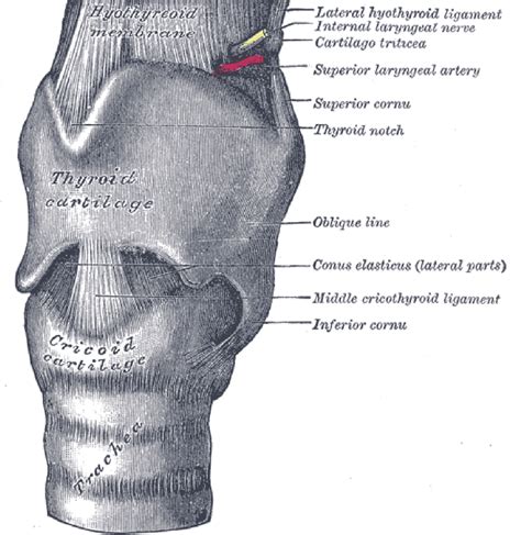 Thyroid Cartilage Anatomy Diagram