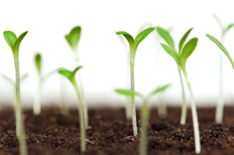 Seasonal Wisdom — Gardening Food and Folklore