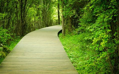 Download Path In The Greenery Wallpaper | Wallpapers.com