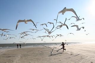 running with the seagulls | Update2: please vote for this ph… | Flickr