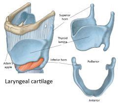Anatomy Week 2 Flashcards - Cram.com