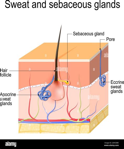 Apocrine Vs Eccrine Sweat Gland