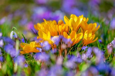 Embracing Mental Health Renewal: Spring's Healing Touch