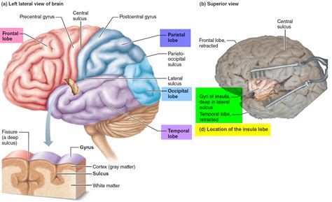 Human Brain Anatomy and Function - Cerebrum, Brainstem