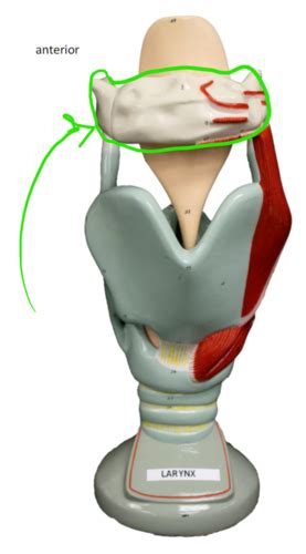 What role does the larynx play in the formation of a prominent Adam’s apple in men during puberty?