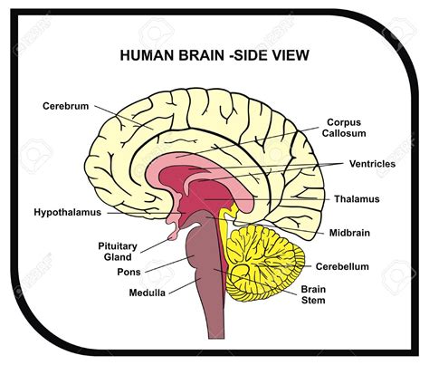 Simple Diagram Of The Brain And Its Functions Stock Image: H