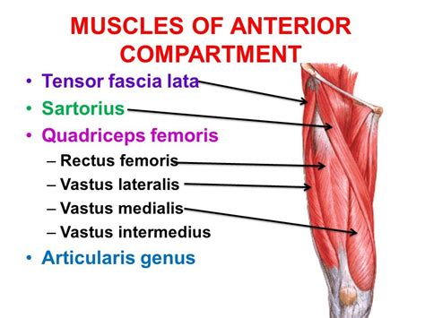 Thigh Muscles : Attachment, Nerve Supply &amp; Action - Anatomy Info