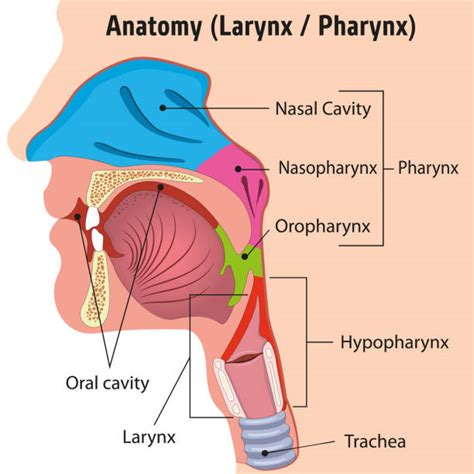 9,000+ Larynx Anatomy Stock Photos, Pictures &amp; Royalty-Free Images - iStock