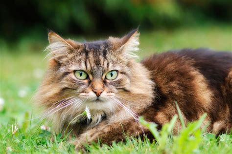 17 Cute Longhaired Cat Breeds | Cats with Long Hair