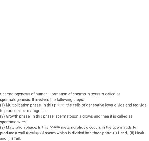 20. Explain different phases of spermatogenesis with schematic representation.