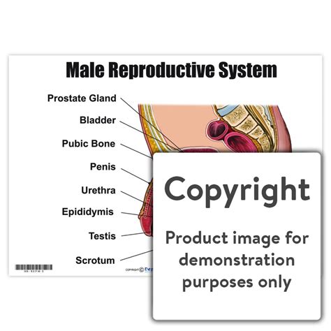 Male Reproductive System Diagram Anatomy Male Reproductive S