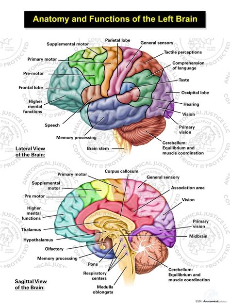Anatomy Of Brain And Functions - Infoupdate.org
