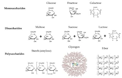 Chemical composition of carbohydrates. | Download Scientific Diagram